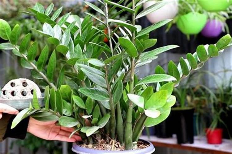 红萝卜株距和行距为多少