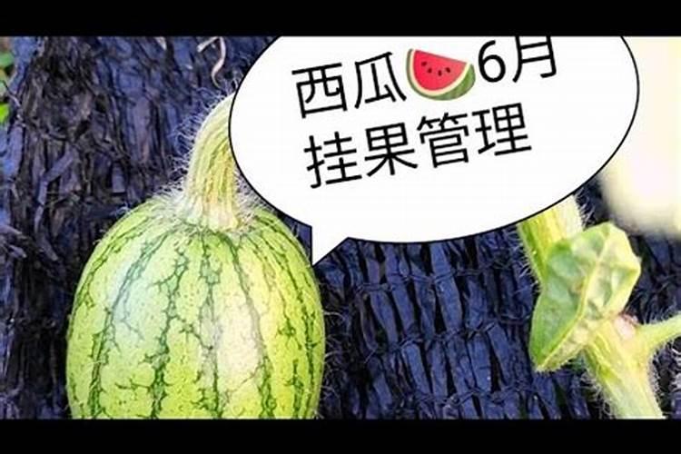 香蕉皮泡水可以浇君子兰吗