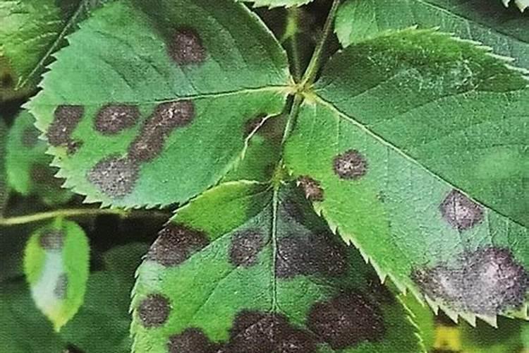 多菌灵和花多多1号可以一起用吗