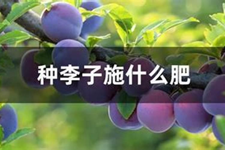 李子苗种植尿素肥使用的一些注意事项？