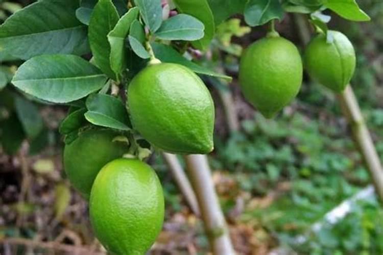 盆栽柠檬树,结果以后,需要施加什么肥料？