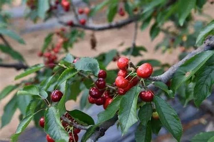 樱桃结果期冲施什么肥料好？樱桃膨果期用哪种水溶肥效果好？
