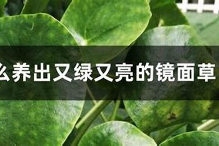 核桃的功效与作用 营养价值和吃法