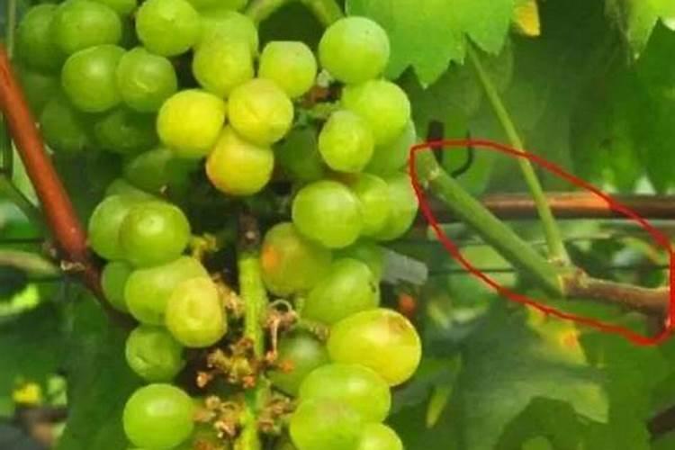 大棚菜豆微量元素缺乏症识别与防治