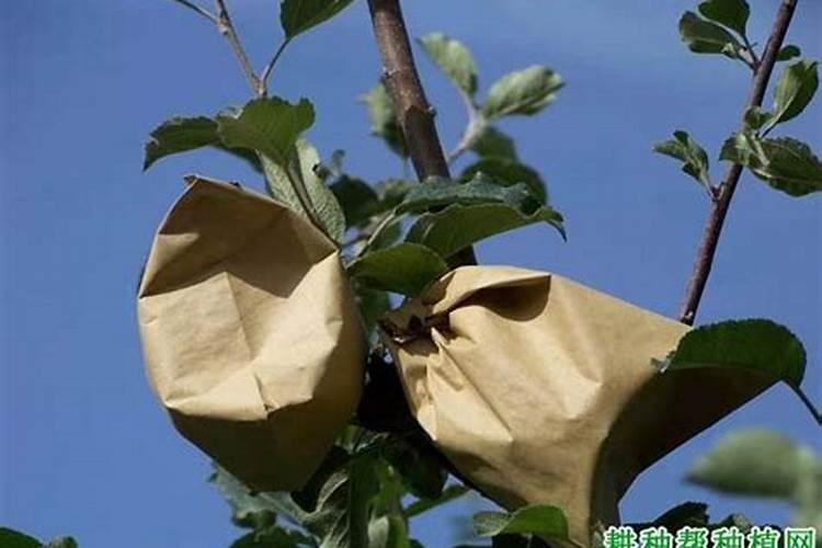 青草发酵喂牛为什么更好青草发酵喂牛方法