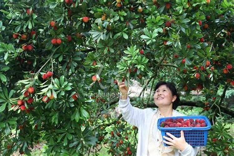 维生素d片功效与作用钙维生素d软胶囊作用