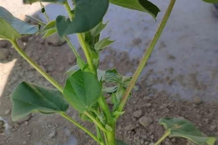 30斤鱼蛋白灌根最佳方法