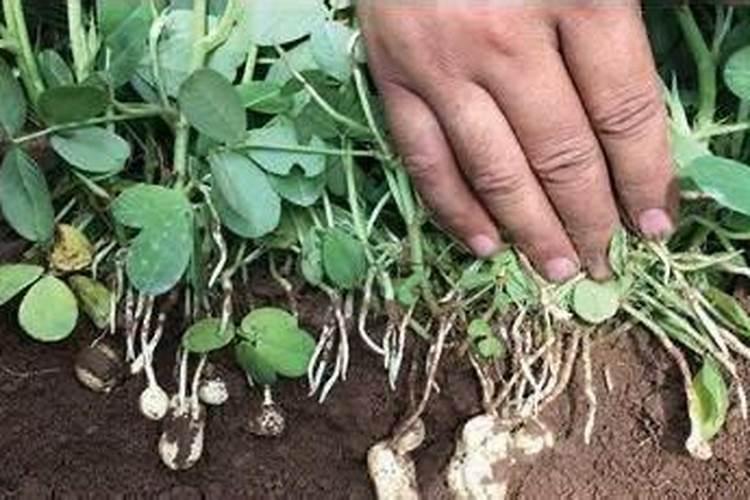 花生怎样打磷酸二氢钾最好