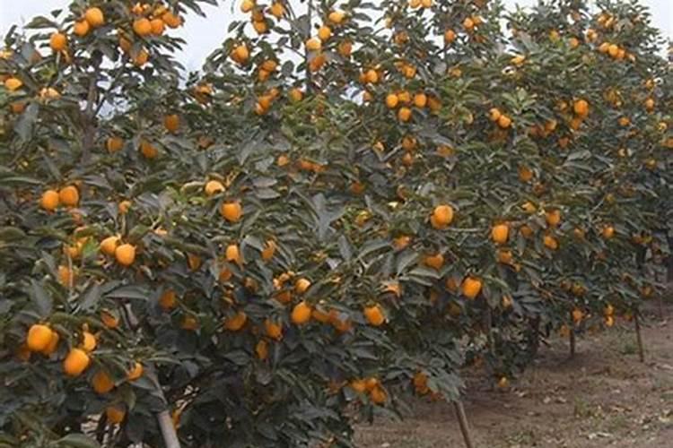 8月份买水果 建议多吃这5种“黄金果”