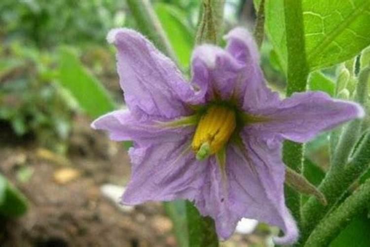 怎样让茄子连续开花结果？有什么好的办法呢？