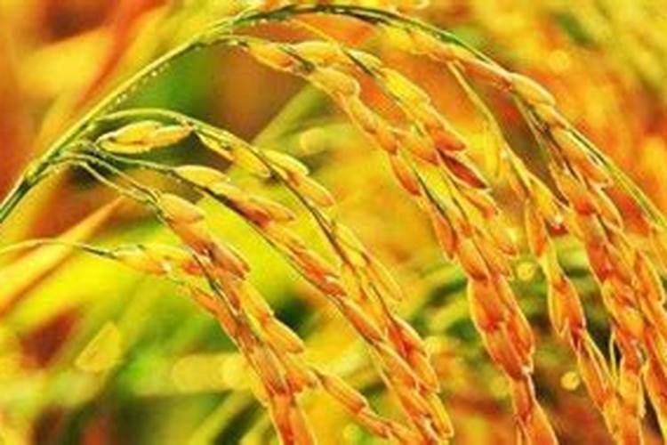 含钾高的水果一览表