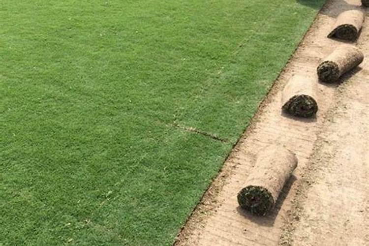 百慕大草坪怎么让他快速反青