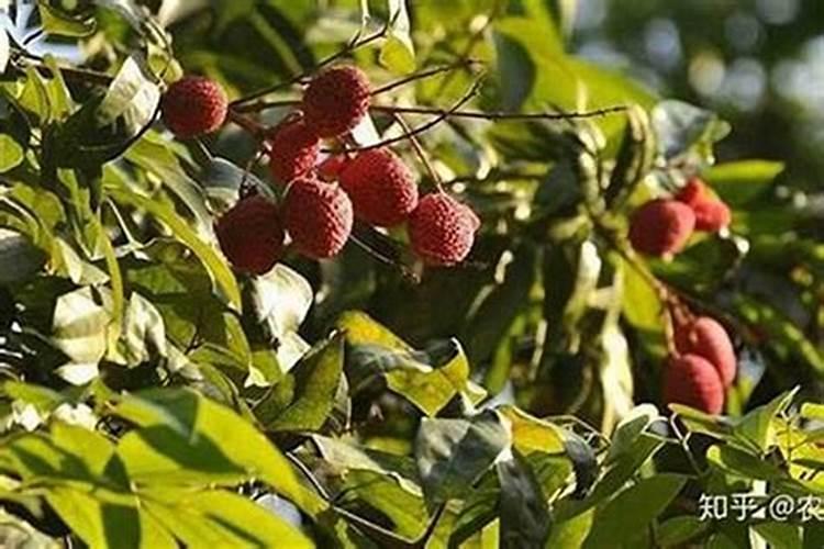 科洛菲有机水溶肥厂的简介与历史发展