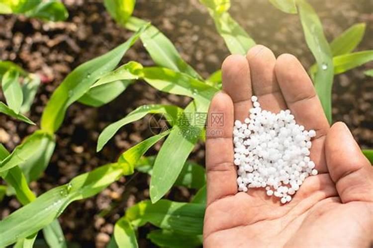 种白菜用什么肥料好
