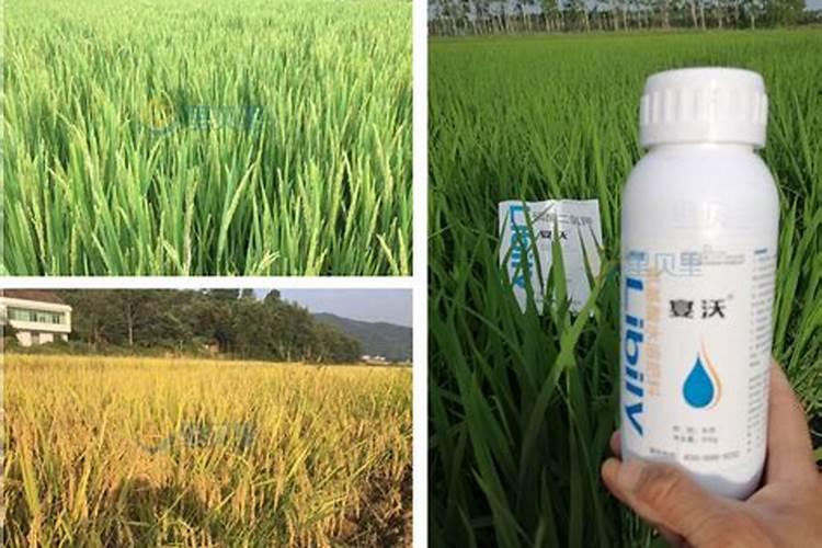 兰花秋季如何养护,深秋兰花怎么浇水