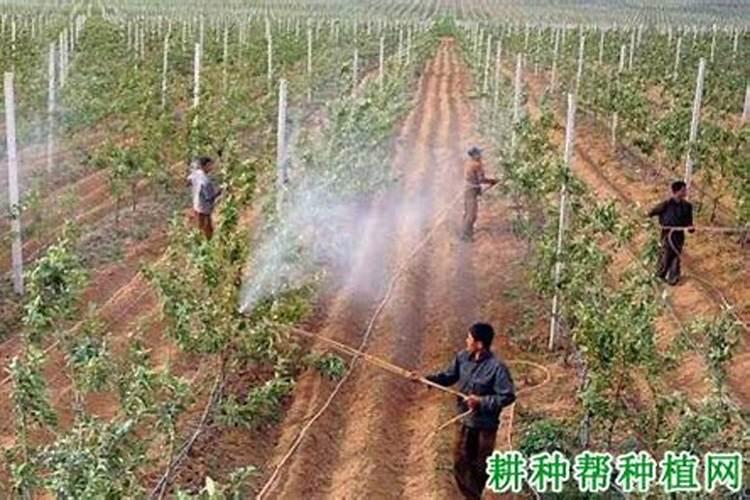 叶面肥浇花怎么使用