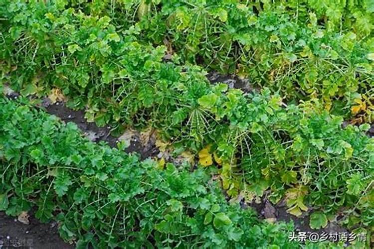 地黄的繁殖技术,都有哪些？