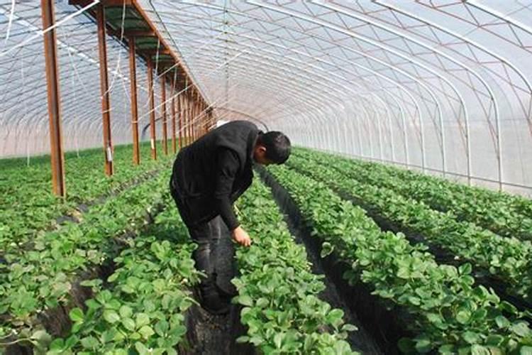 如何预防芒果的红黑点炭疽病？