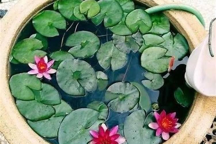 碗莲可以和金鱼一起养吗