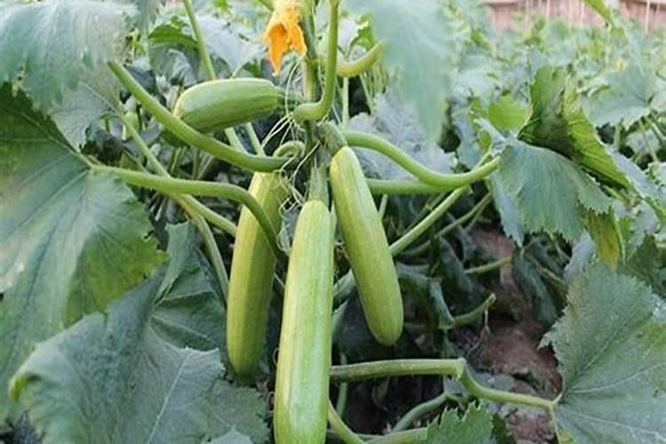 怎样给多肉施肥