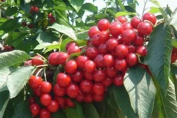 青少年晚餐吃什么健康又营养