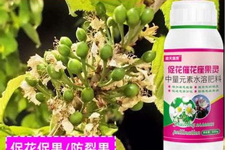 樱桃保花保果喷什么叶面肥结果多？樱桃膨果期用什么复合肥好？