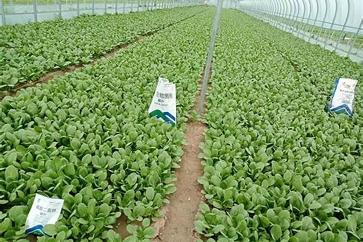 上海青的种植方法和时间施肥