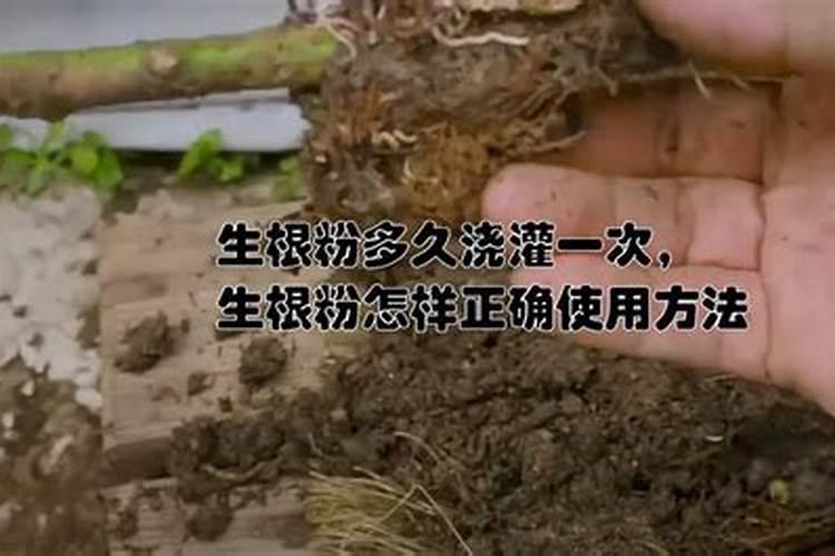 君子兰根系细弱难开花怎么解决