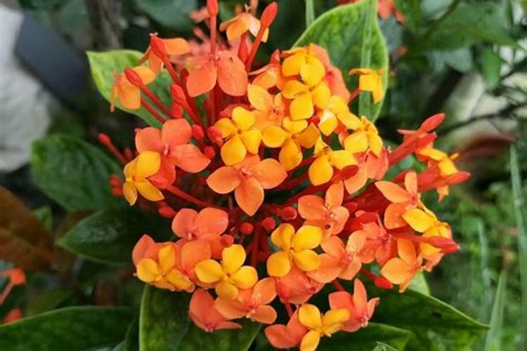 种西瓜什么肥料最好