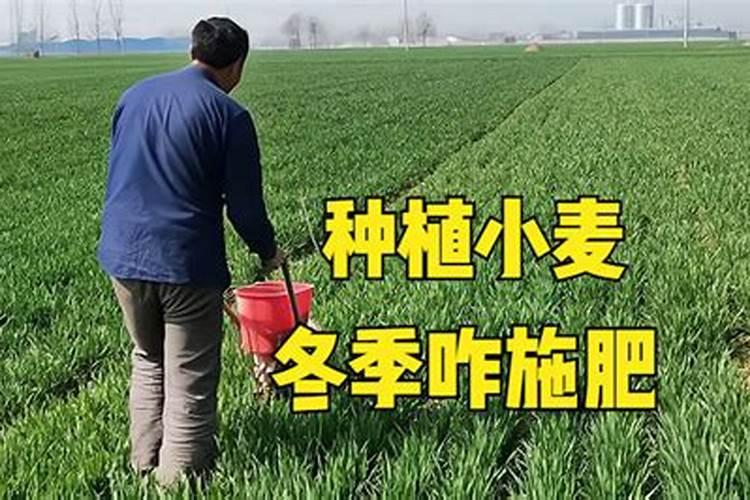 小麦倒伏最忌三种肥料