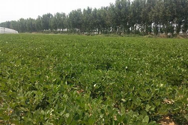 易善复是什么药？