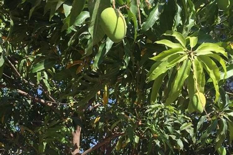 种火龙果需要用什么土,那些土怎么制作？