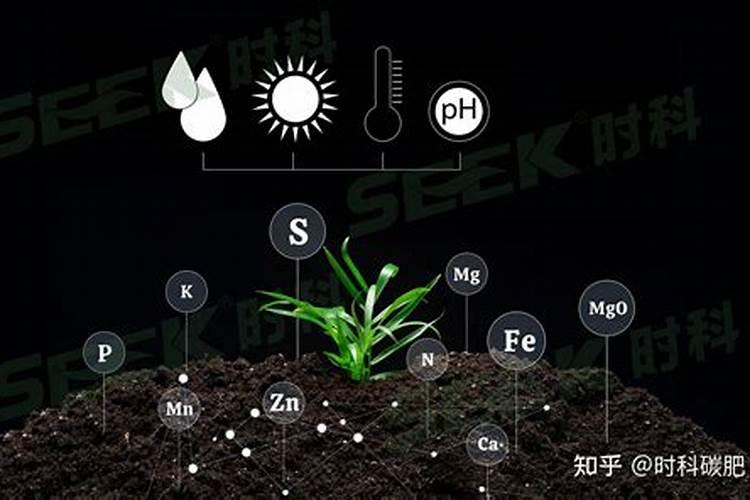 水果树施什么肥料