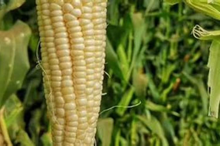 兰州金桥种业有限责任公司怎么样？