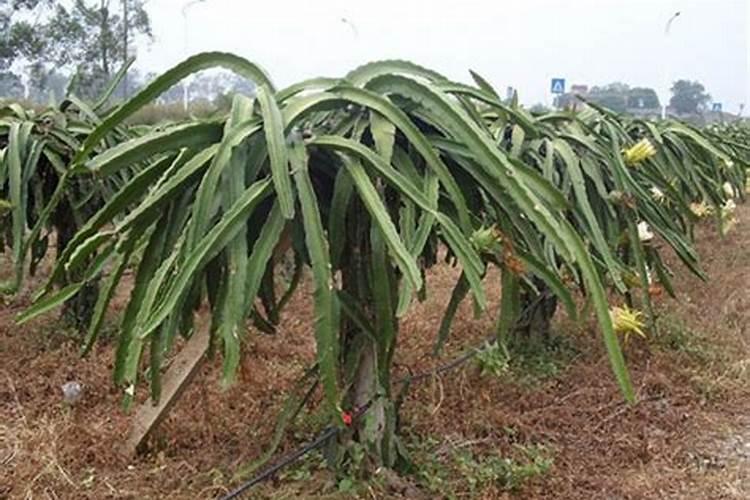 大蒜出苗后怎么施肥？施什么肥料？