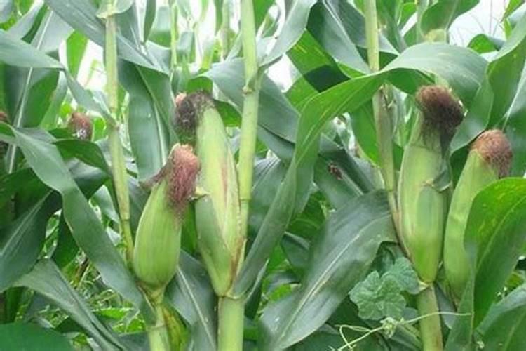 河南三门峡巴旦木种植技术怎样？从哪引进的？