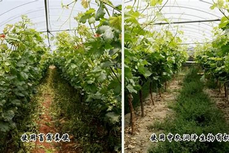 树苗底肥施什么合理 施底肥方法