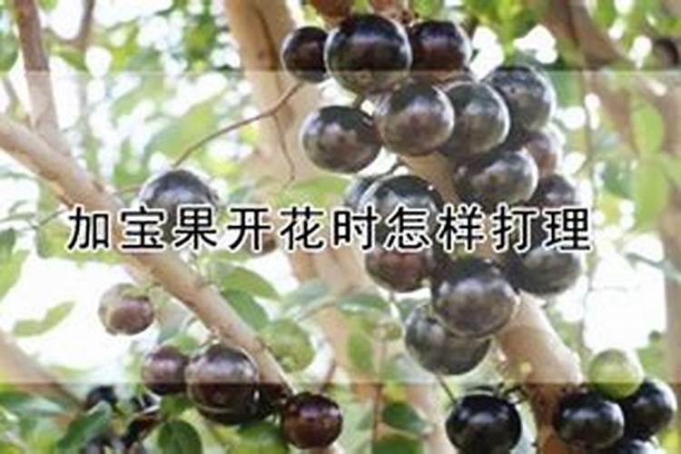 西瓜地用什么钙肥施底肥好？