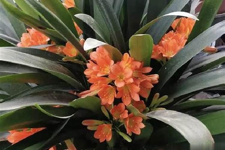 君子兰用什么肥料最好