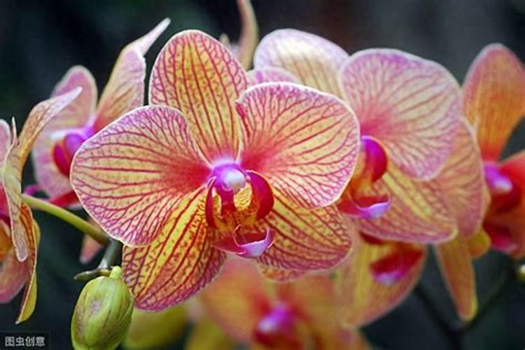 种韭菜用什么肥料