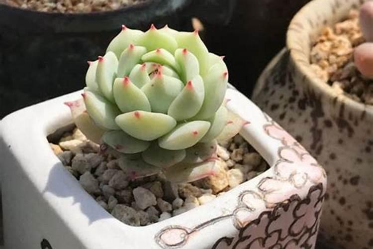 木棉花没有叶子怎么进行光合作用