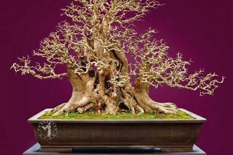 对节白蜡叶子老是掉怎么处理？主要有什么注意事项