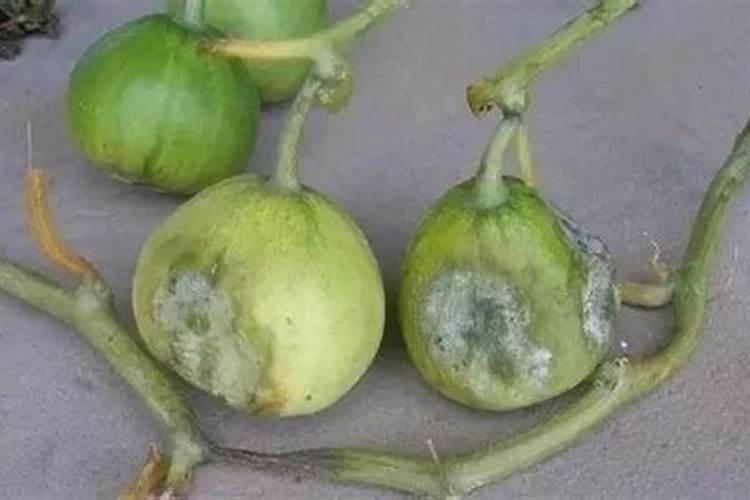 高钾肥有哪些？甜瓜在盛果期冲施高钾肥好不好？