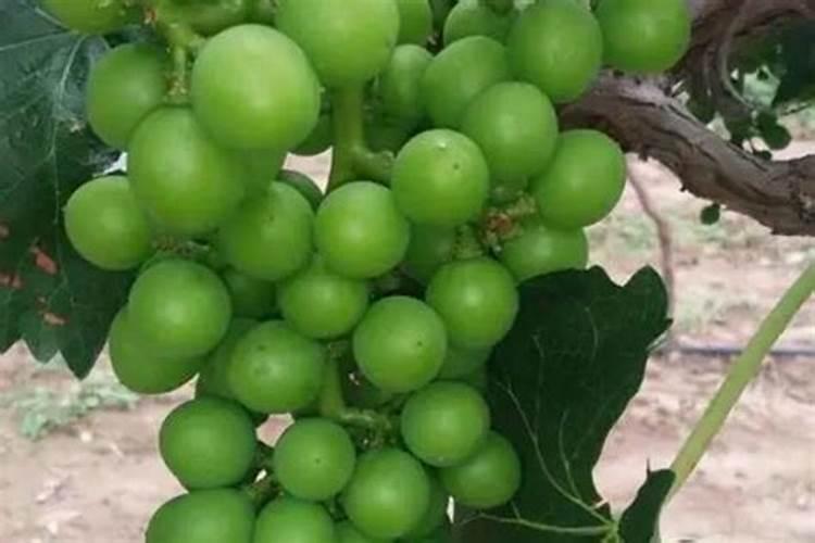 娃娃菜用什么肥料最好？