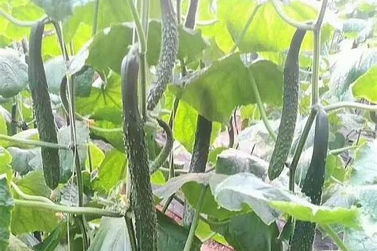 黄瓜定植后几天可以施肥