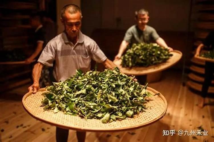 茶叶放在室内可不可以浇花 茶叶放在室内可以浇花吗