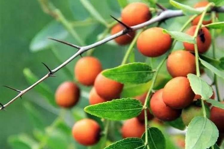 芒果苗用什么肥料长得快 芒果施肥技巧总结