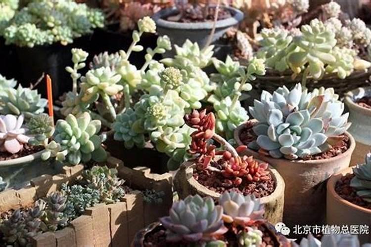 小黄姜的种植方法和时间