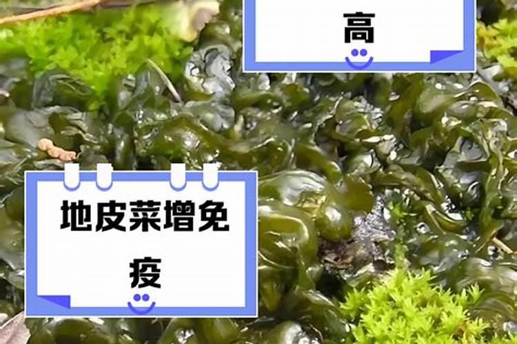 大棚种植地皮菜技术