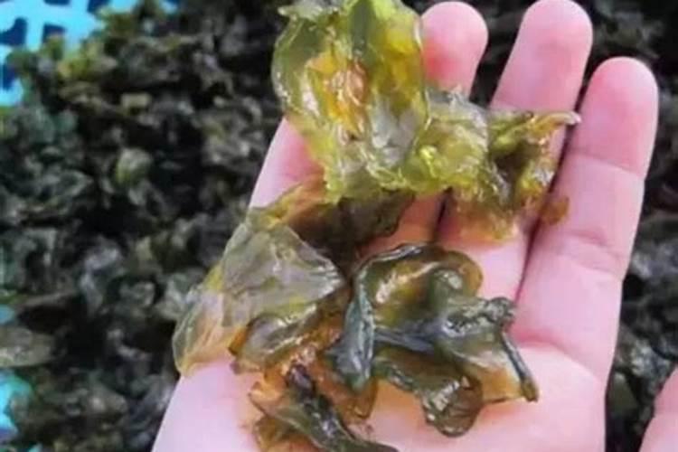 大棚种植地皮菜技术